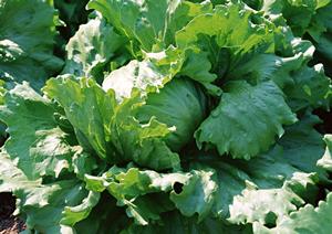 九州最大級の軽自動車展示と豊富なサービスを誇るケイカフェちくしの店の詳細と魅力